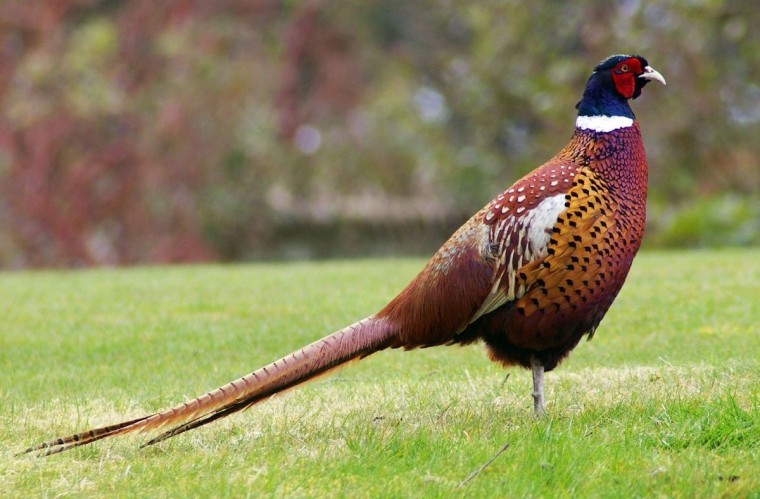 Project investigates breeding success of pheasants