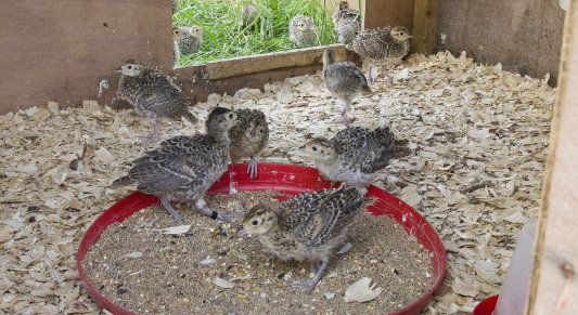 Changes to environment helps protect young pheasants