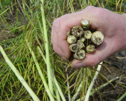 Top disease in oilseed rape