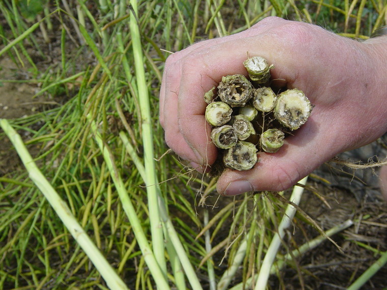 Top disease in oilseed rape