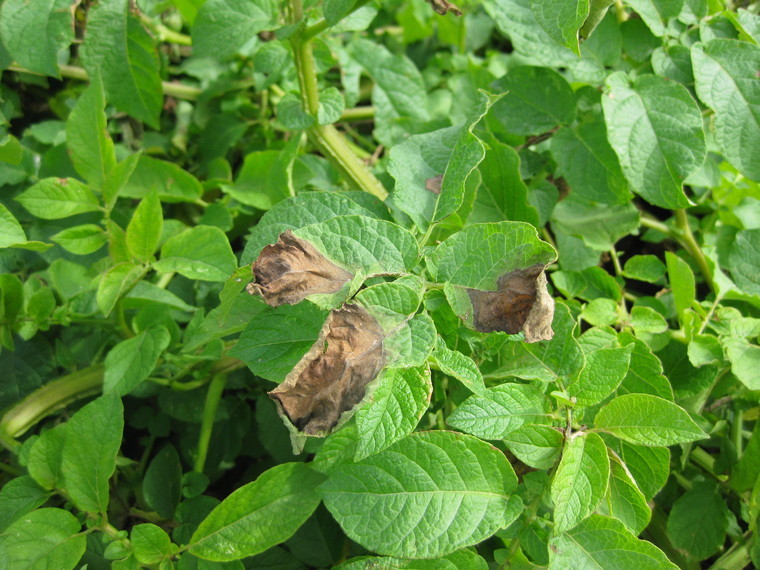 Anti resistance strategy in potatoes