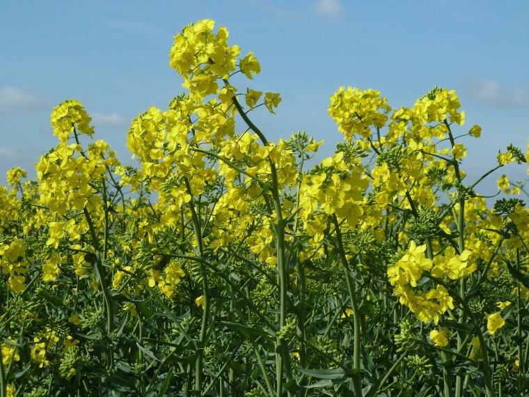 Development of this year’s winter oilseed rape crop