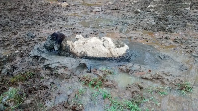 Prized ram rescued from mud