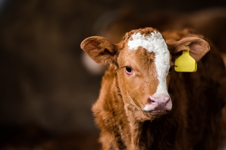 New treatment for coccidiosis in beef calves