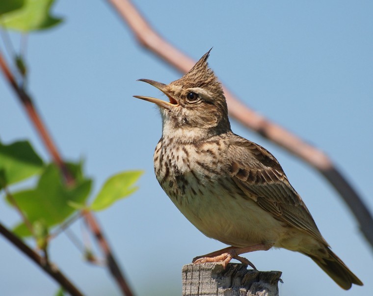 Farmland bird numbers tumble