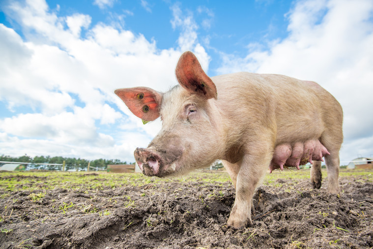 Baffling decision leaves pigs at risk