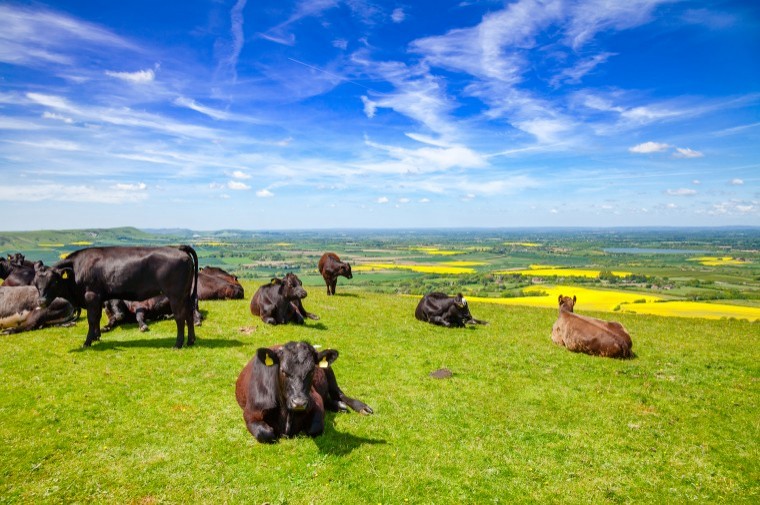 Farmers to blame for bovine TB in West Sussex