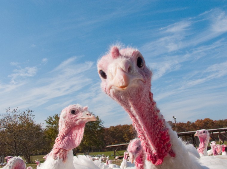 Essex farm offers turkey drive-through