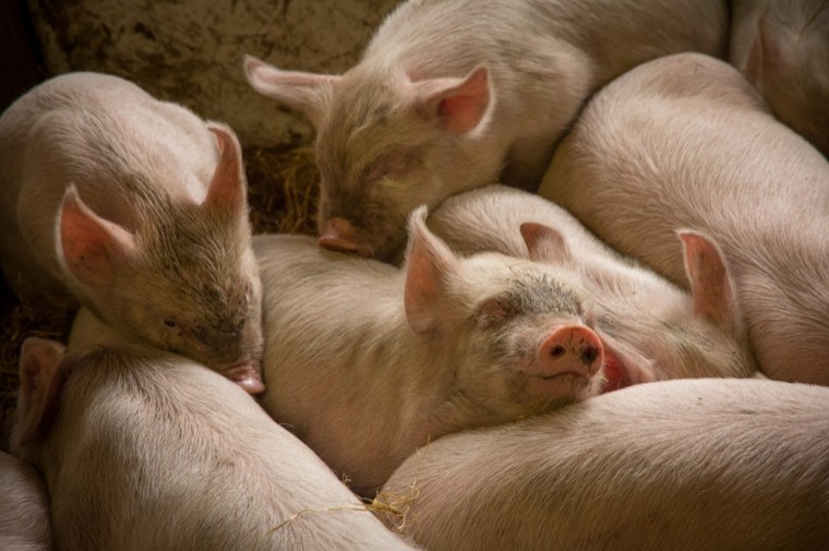 Strong start for pig meat exports