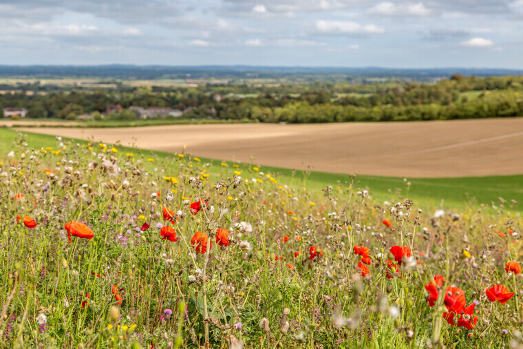 Countryside Stewardship: a waste of time or lifeline?