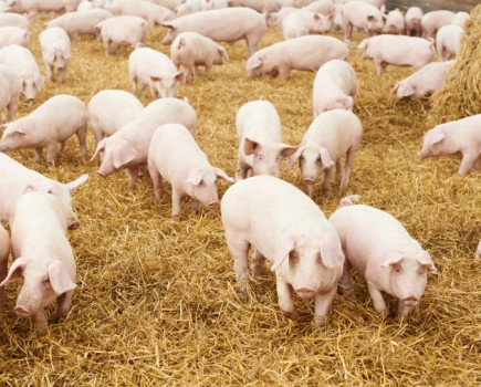 Swine influenza in a third of herds