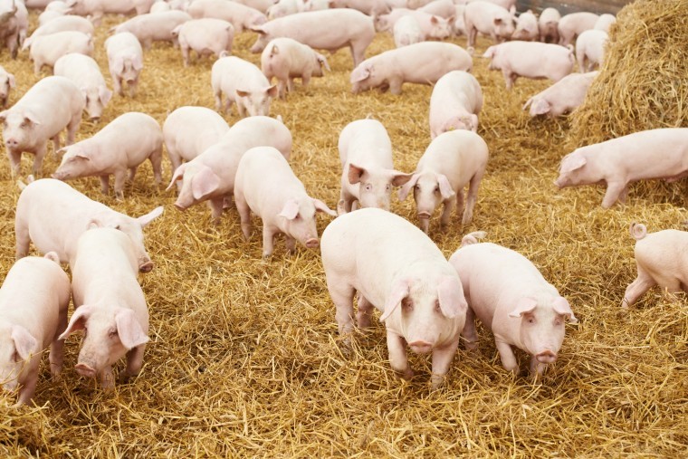 Swine influenza in a third of herds