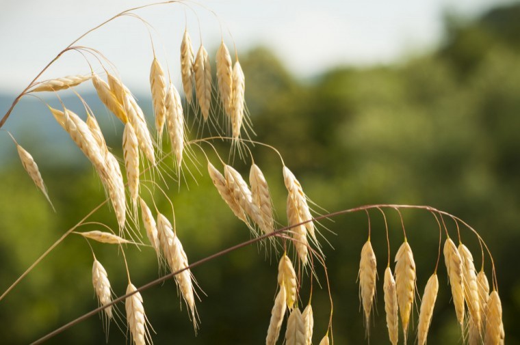 Look beyond the can to maximise wild oat control