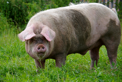 Highly virulent Asian-American pig disease has spread to Europe