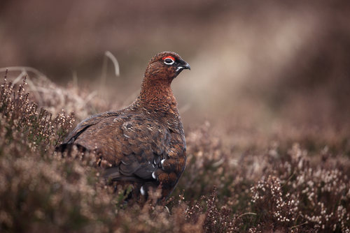 Green Party policies will cause chaos in the countryside and damage conservation