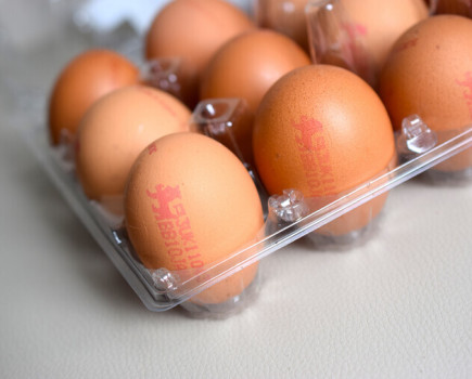 Future bleak despite lifting of bird flu ban
