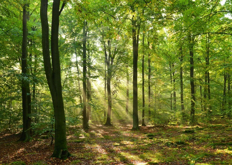 Woodland Carbon Fund opening is major boost to woodland creation