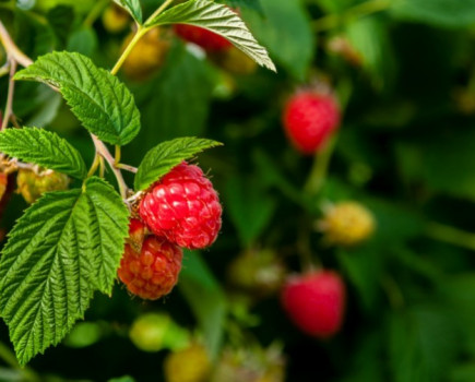 British raspberry season arrives early