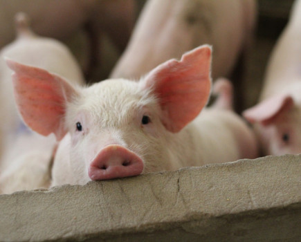 Pigs need cash injection