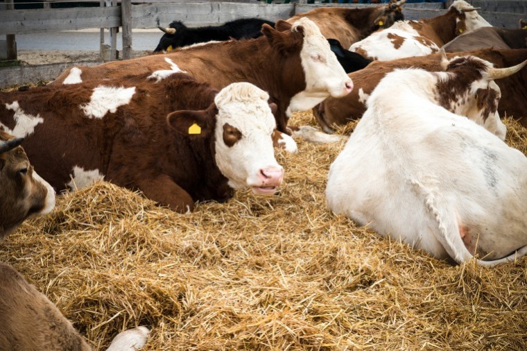 How farm plans to use slurry for bedding