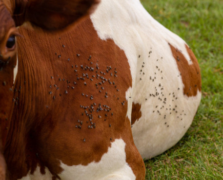 Fly control in your animals