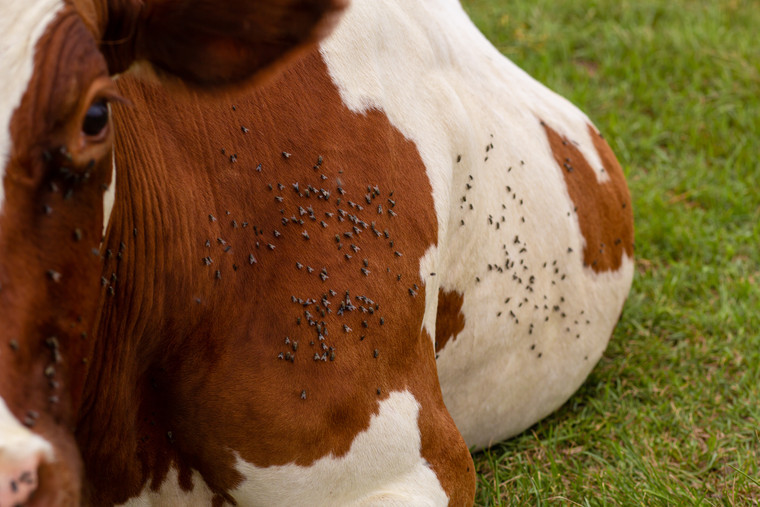 Fly control in your animals