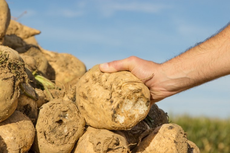 NFU encourages young sugar growers