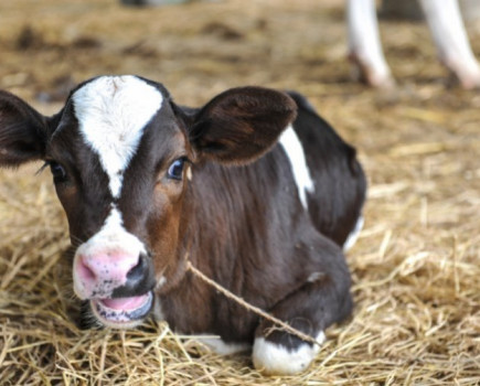 High risk of pasture contamination from lungworm and gutworm this August