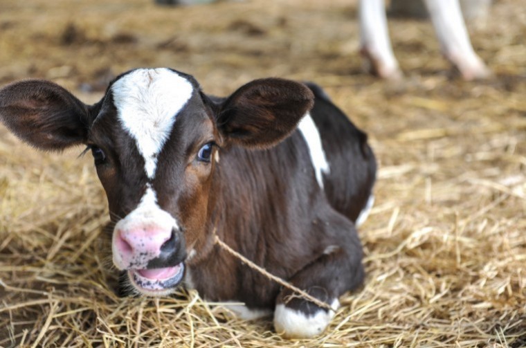 High risk of pasture contamination from lungworm and gutworm this August