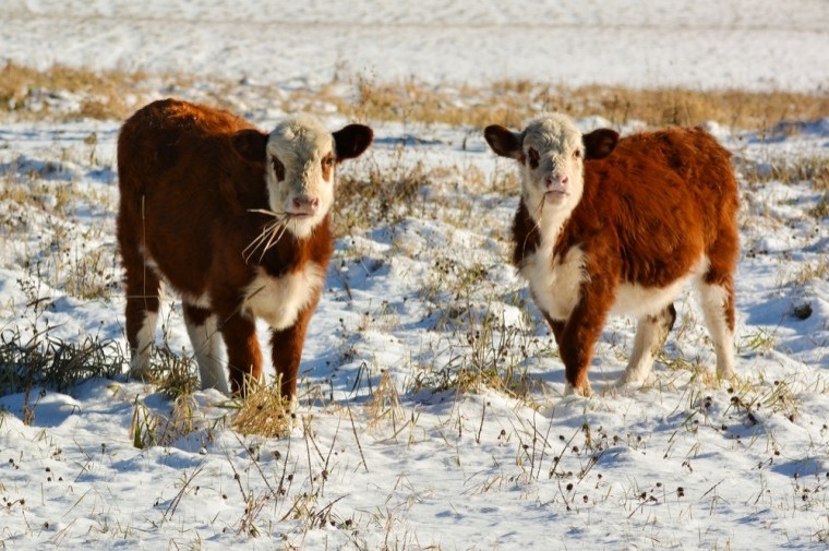 Bringing beef cattle through the winter
