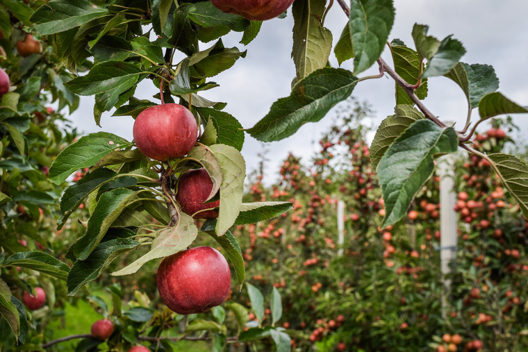 Huge uncertainty remains for growers