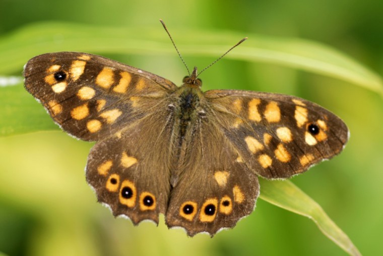 Climate change hits wildlife in arable areas