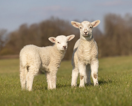 Lessons learned from lambing 2022