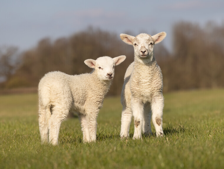 Lessons learned from lambing 2022