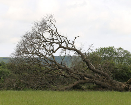RABI announces storm response fund for farmers