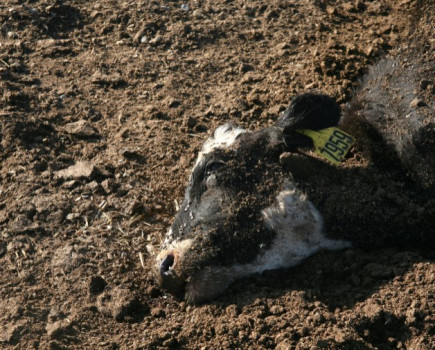 NFU calls for further roll out as cull results show approach works