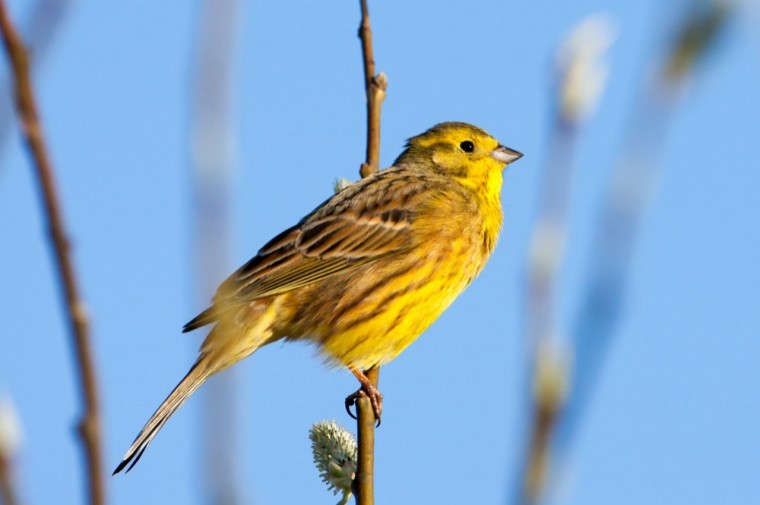 The results are in from the third Big Farmland Bird Count