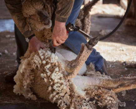 Shearer promotes British wool in world record attempt