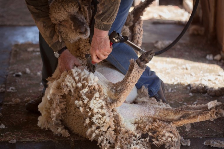 Shearer promotes British wool in world record attempt