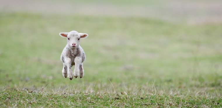Late pregnancy nutrition boosts calf and lamb immunity