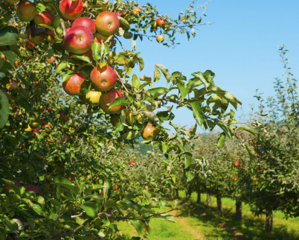 Continued innovation drives orchard productivity