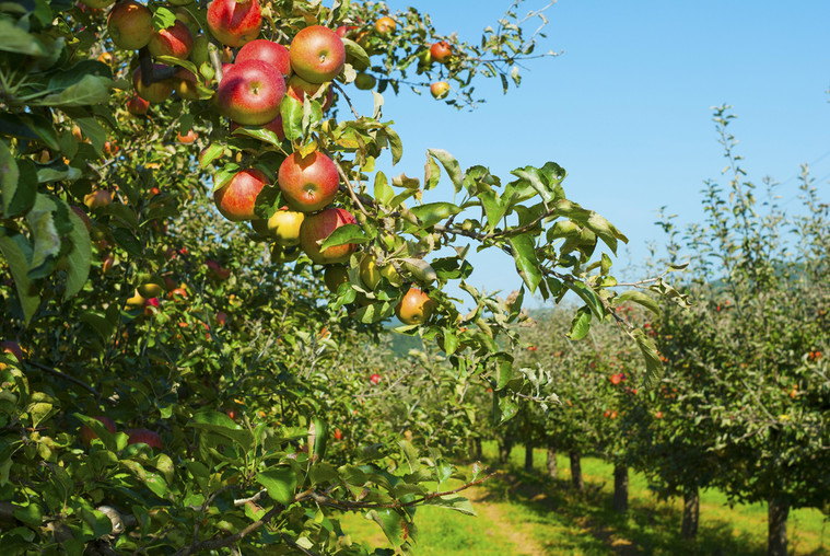 Continued innovation drives orchard productivity