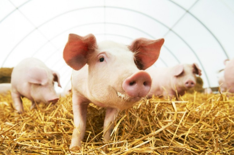 Significant change in antibiotic use emerging in pig industry