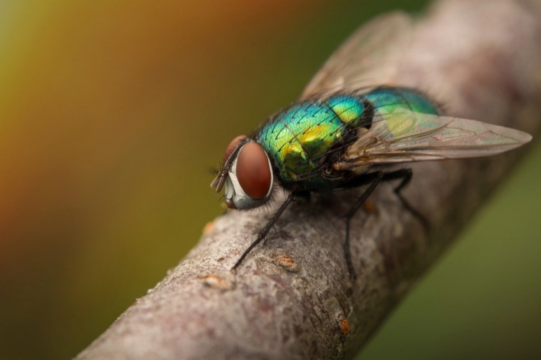 Warm weather increases fly risk