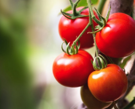 Diagnosing tomato root mat disease