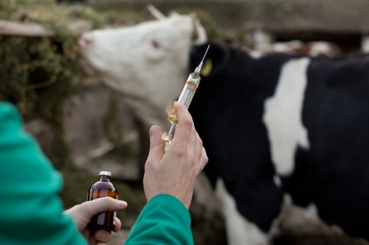 British cattle vets recommend voluntary clampdown on antibiotic use
