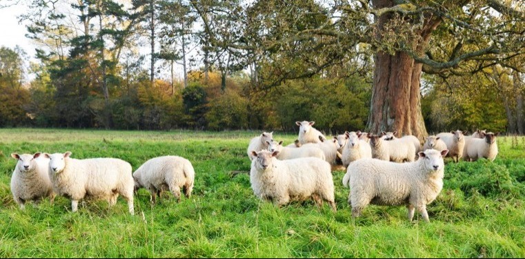 Grass shortage adds to parasite problems in sheep