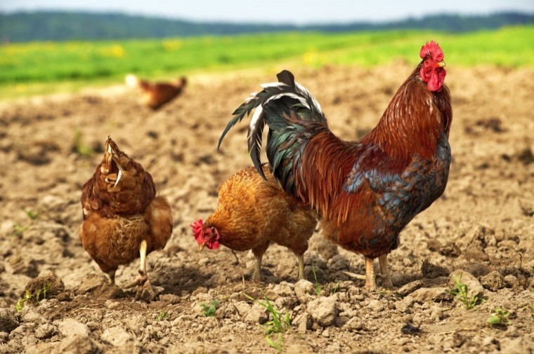 Avian flu ‘postcode lottery’ putting free range egg businesses at risk