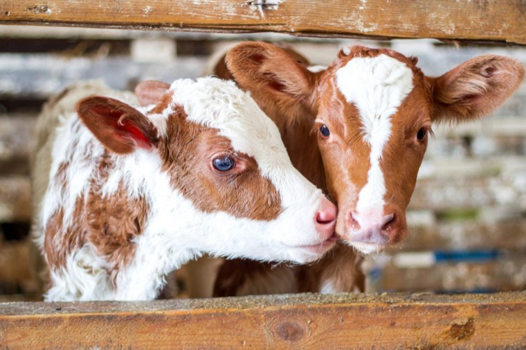 Autumn block calving on the rise