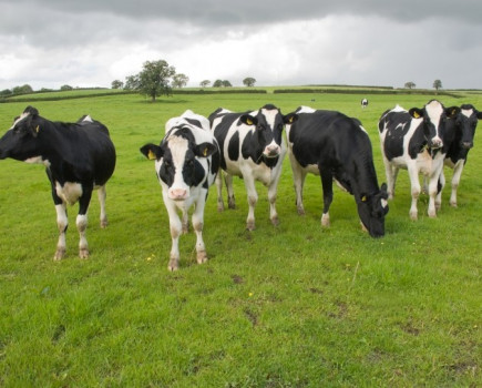 Selecting replacement heifers